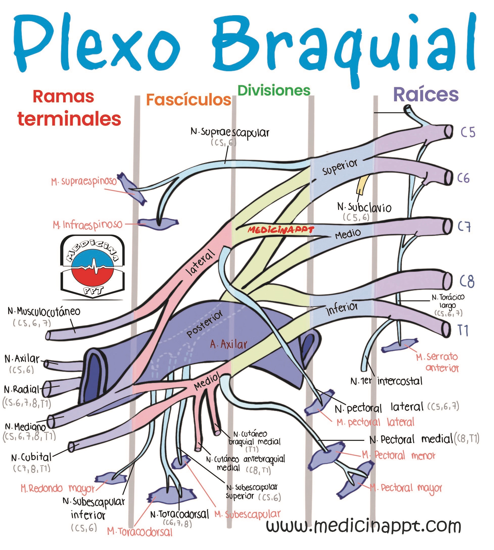 Plexo Braquial